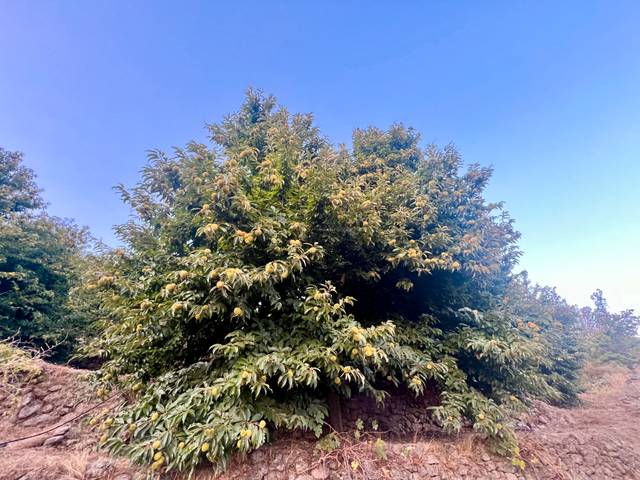 Terreno en Venta en Calle Doradilla, 0 en Garganta la Olla