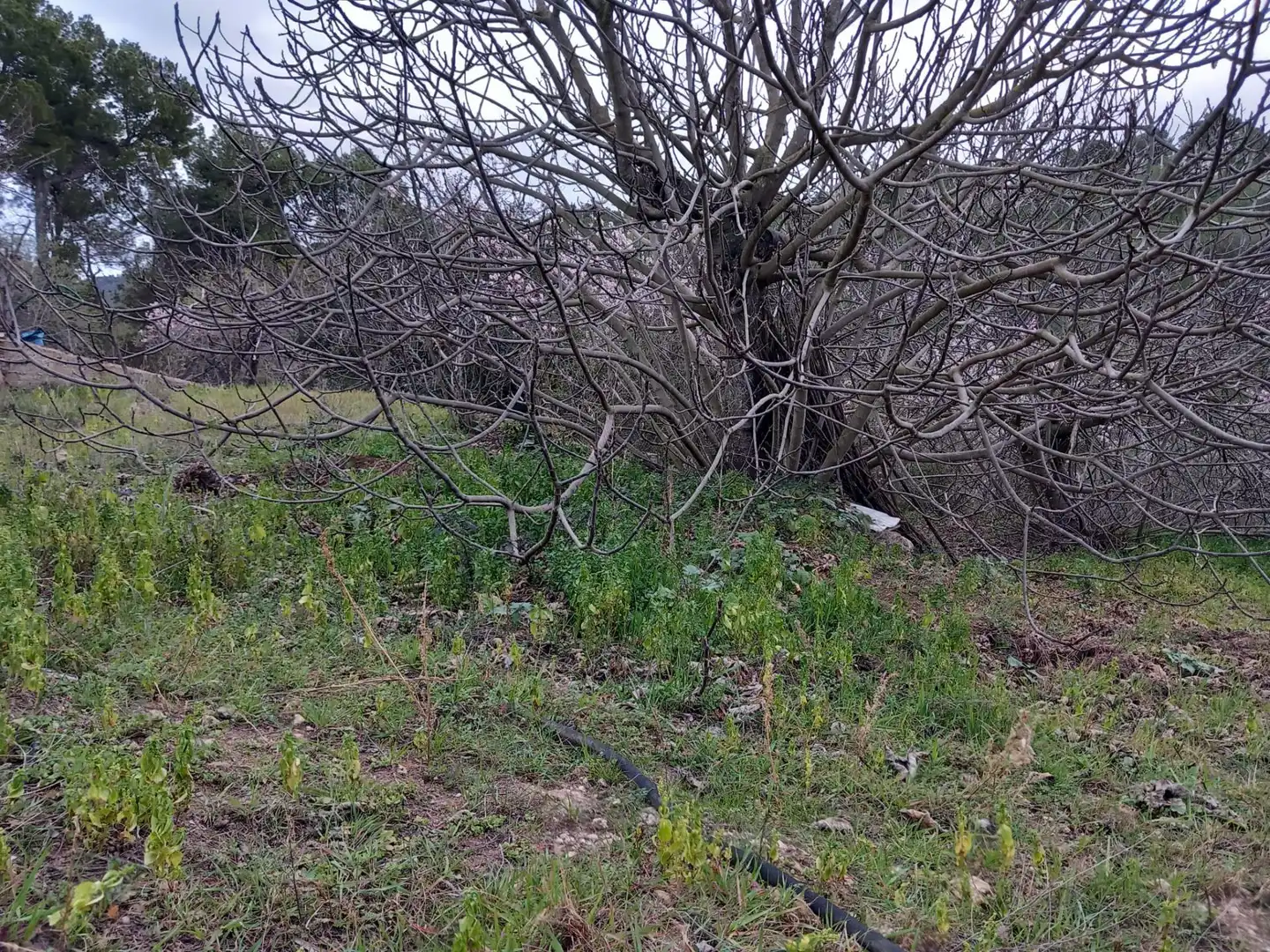 Residential land for sale in Torrelles de Foix, imagen 4