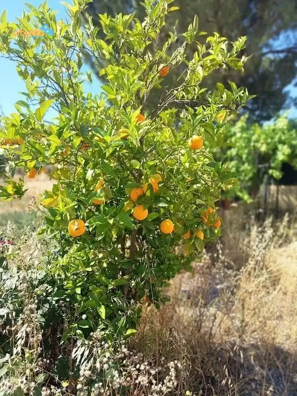 Habitatge en venda a La Codosera, imagen 7