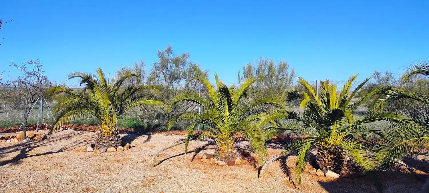 Jardín de Casa o chalet en venta en La Solana   con Jardín privado, Terraza y Trastero