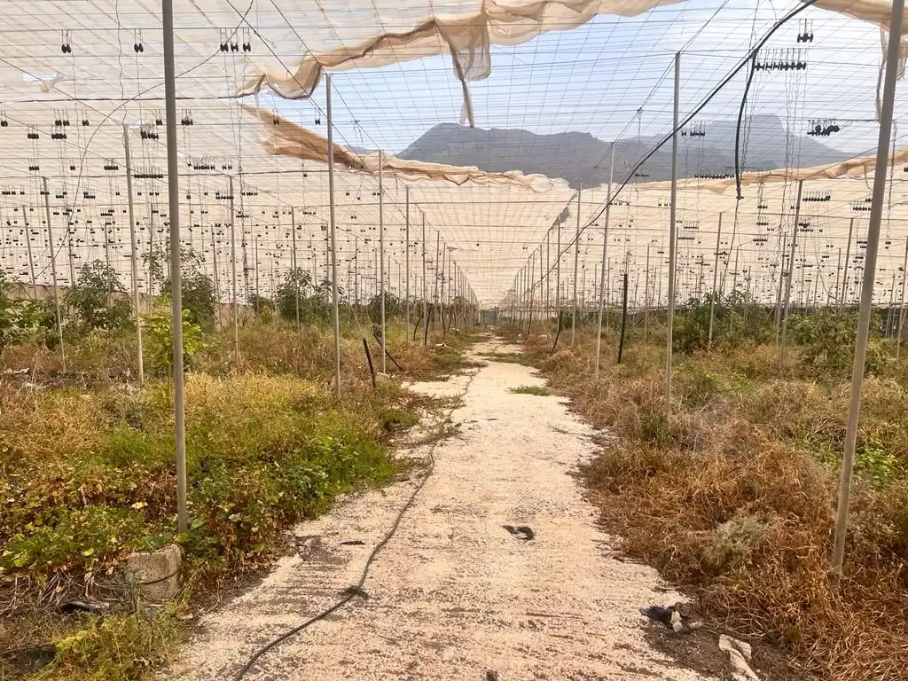 Terreny rústic en venda a La Aldea de San Nicolás