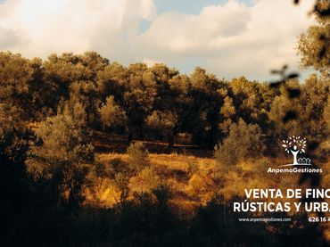 Terreno rustico in vendita a N/A