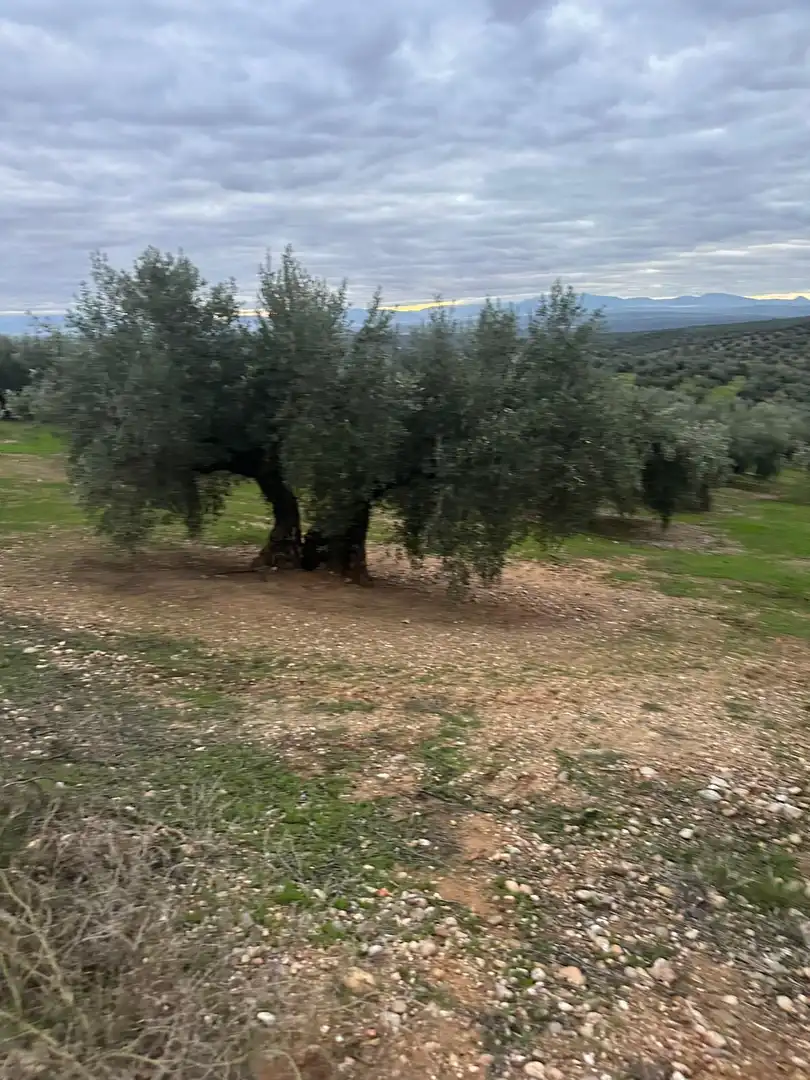 Grundstücke zum Verkauf in Andújar