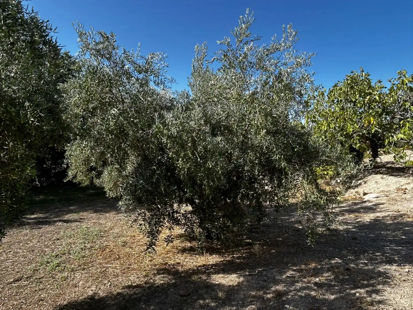Terreni e lotti in vendita a Calicasas, imagen 5