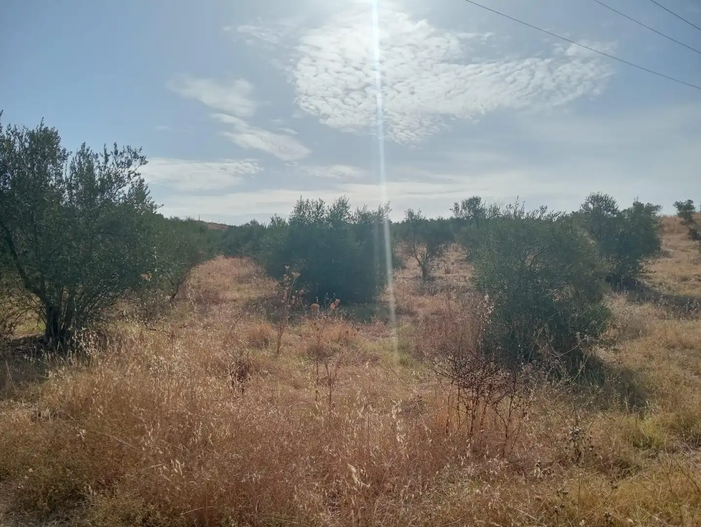 Grundstücke zum Verkauf in Sanlúcar la Mayor