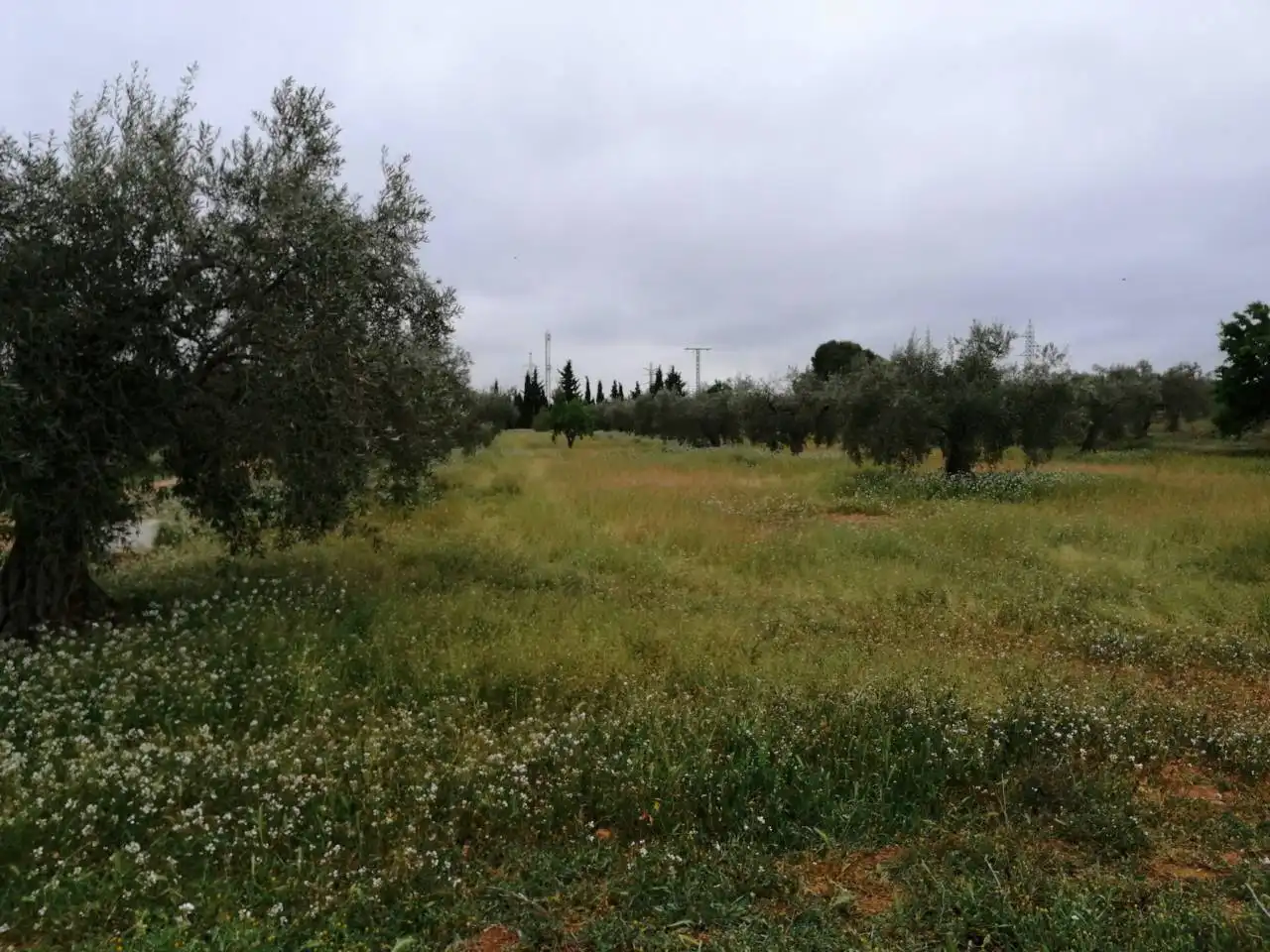 Terreni e lotti in vendita a Calle Ctra de Tobarra