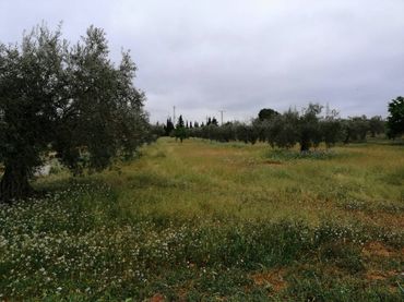 Terreno rustico in vendita a Calle Ctra de Tobarra