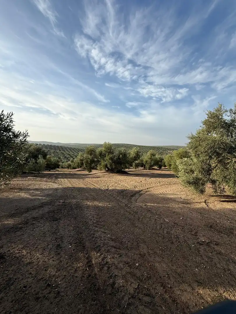 Land for sale in Benamejí