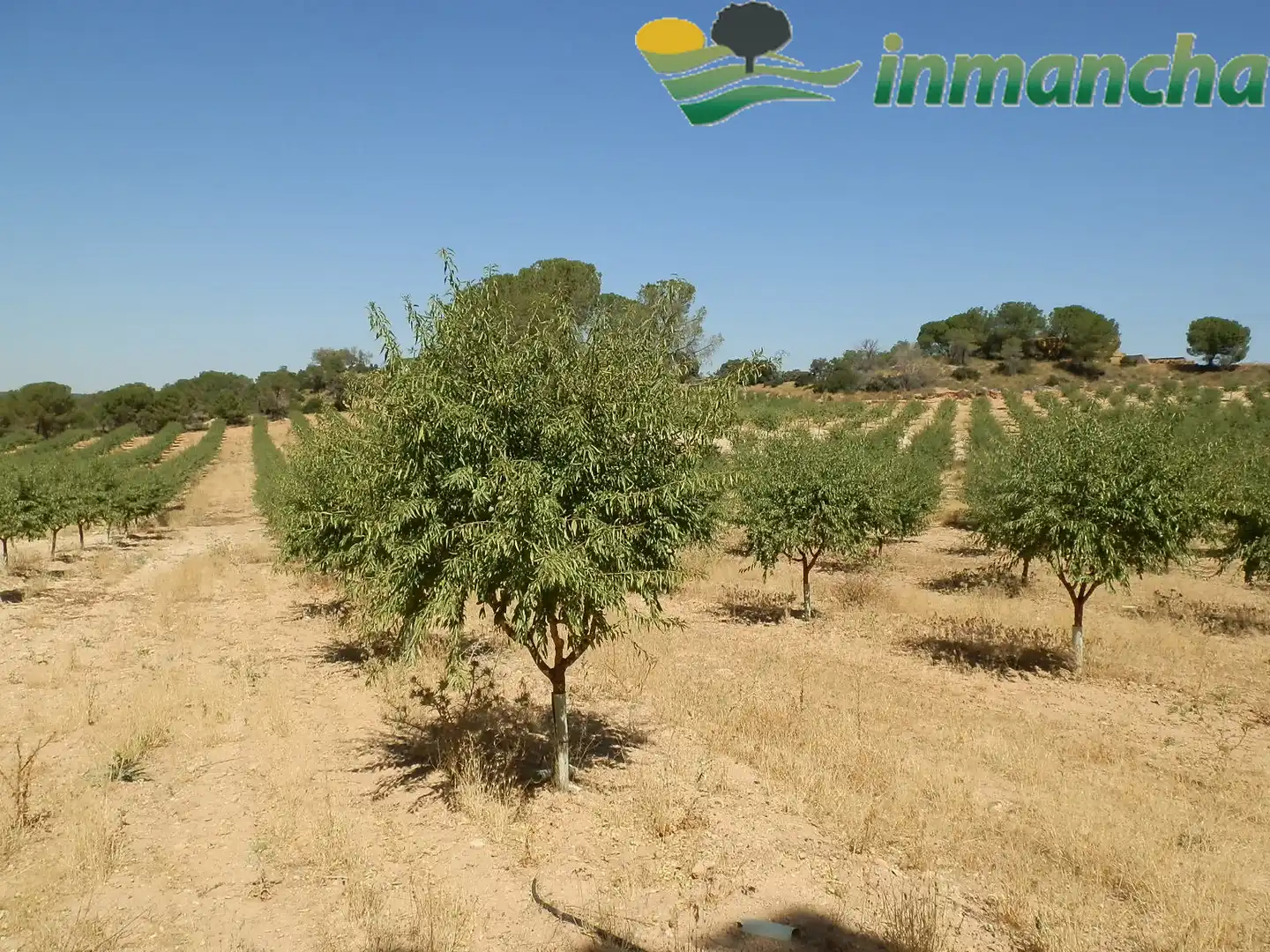 Rural land for sale in La Roda, imagen 13