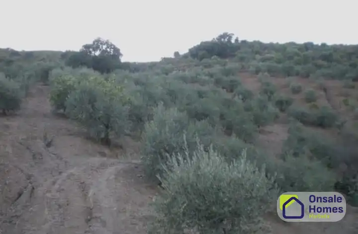 Terreno rustico in vendita a Monda, imagen 8