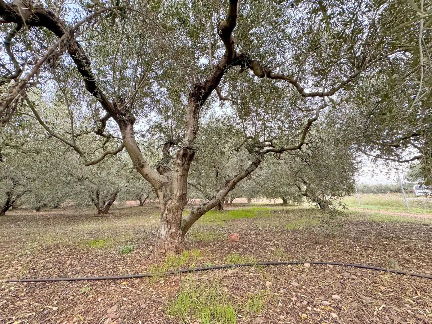 Finca rústica en venda a BURGAR DEL, 40, Riudoms