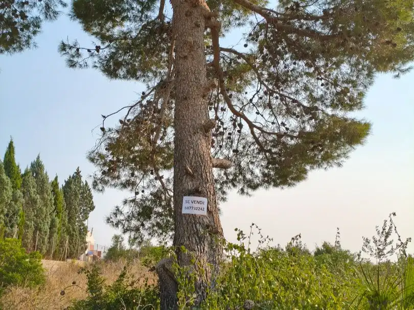 Terreno residencial en venta en C/ Gandia 825, imagen 5