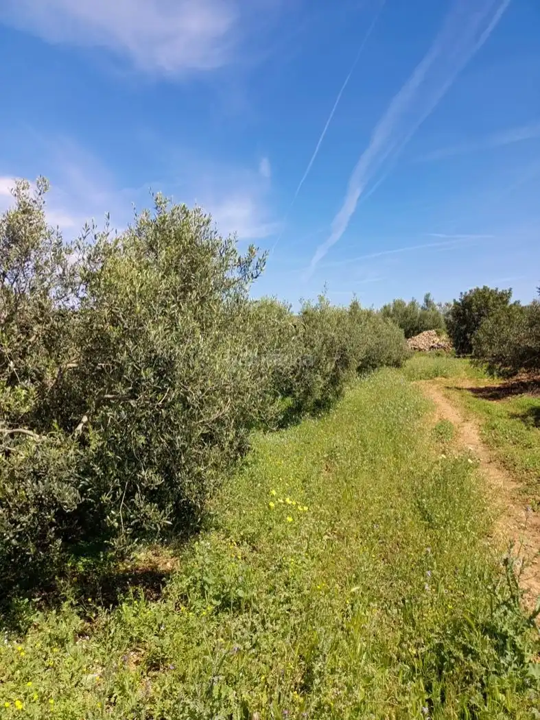 Rural land for sale in Carrer Molí del Mig 29, imagen 10