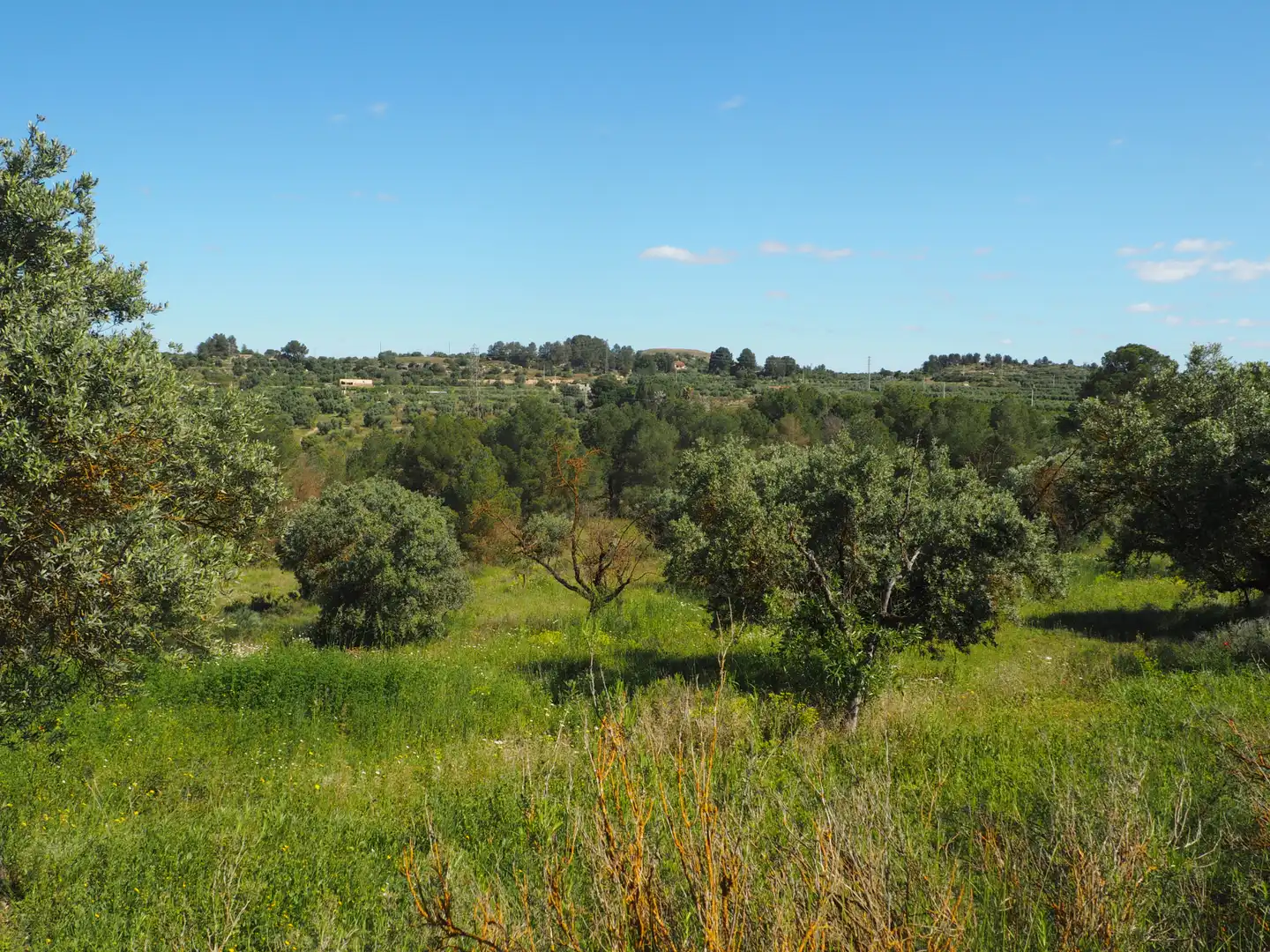 Terrain rustique à vendre à Avinguda Colònia 5, imagen 29