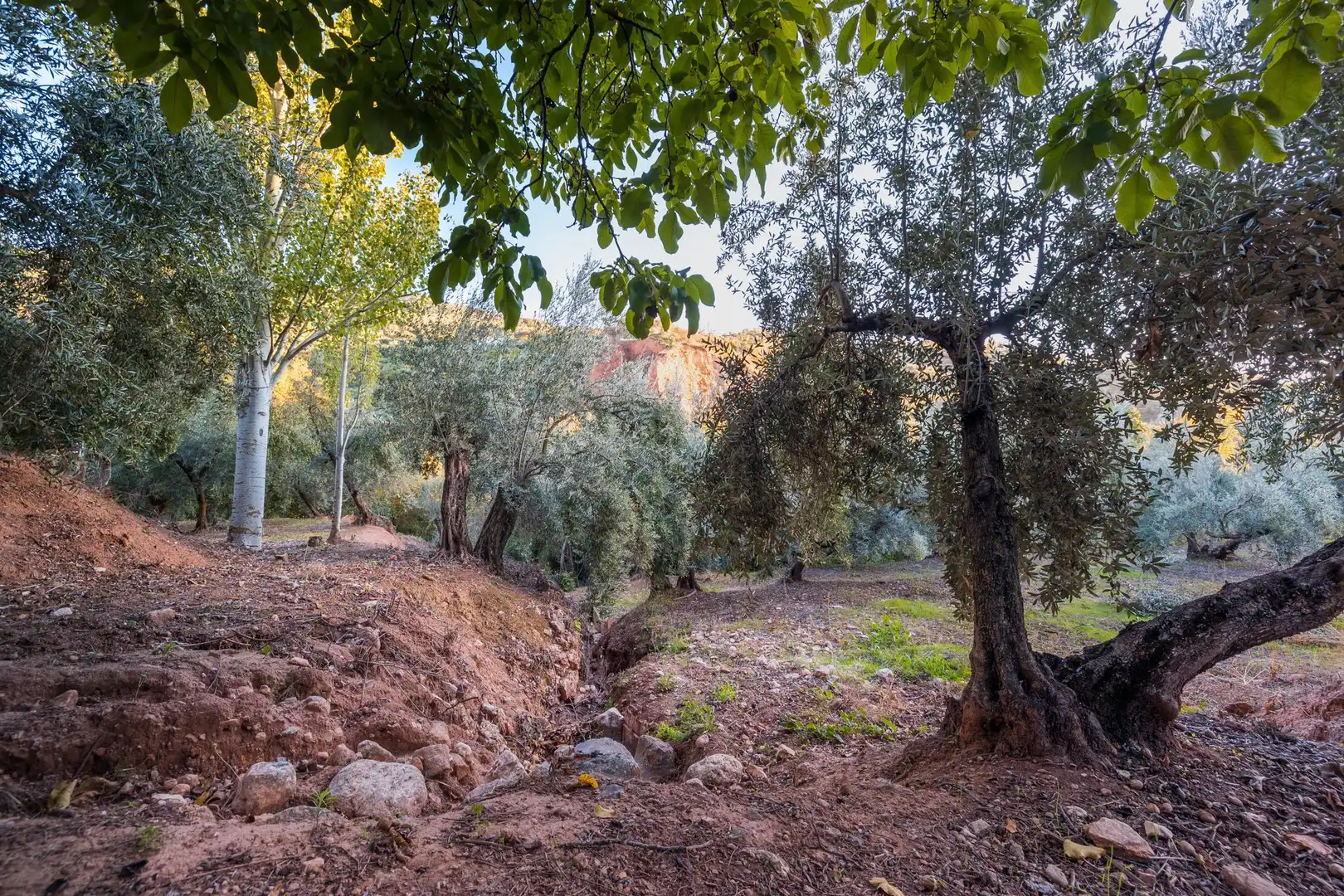 Casa o xalet en venda en Cogollos de la Vega
