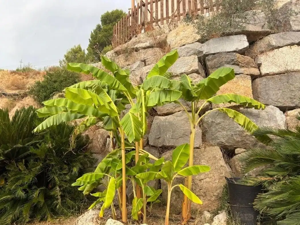 Jardín de Casa o chalet en venta en Abrera, Barcelona