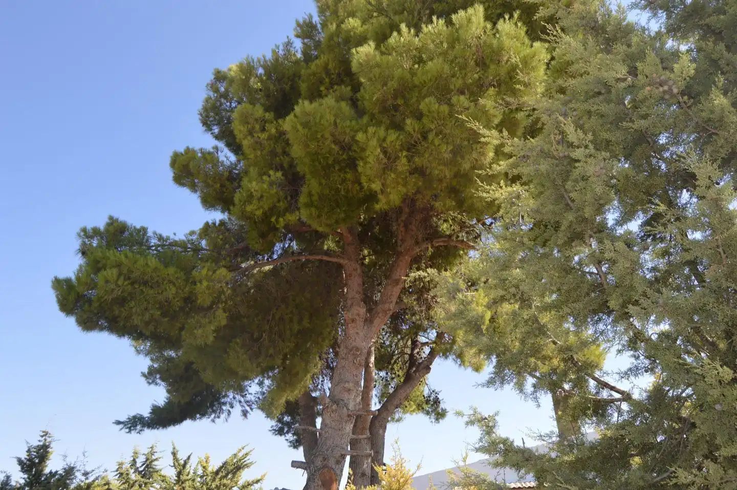 Jardí de Finca rústica en venda en Tarancón amb Jardí privat