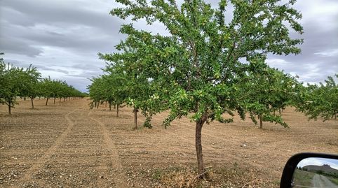oferta de almendros 