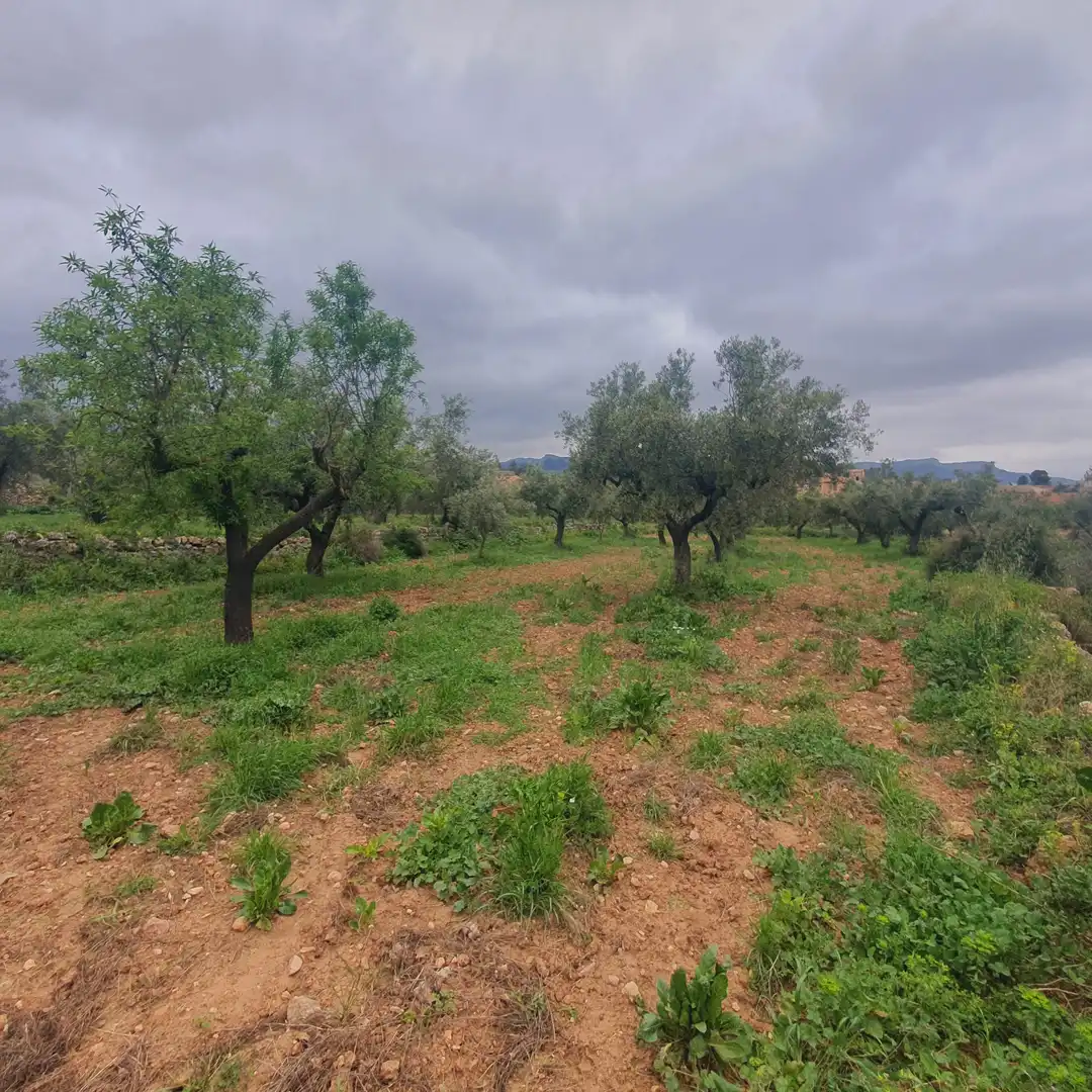 Rustikales Grundstück zum Verkauf in El Pinell de Brai, imagen 2
