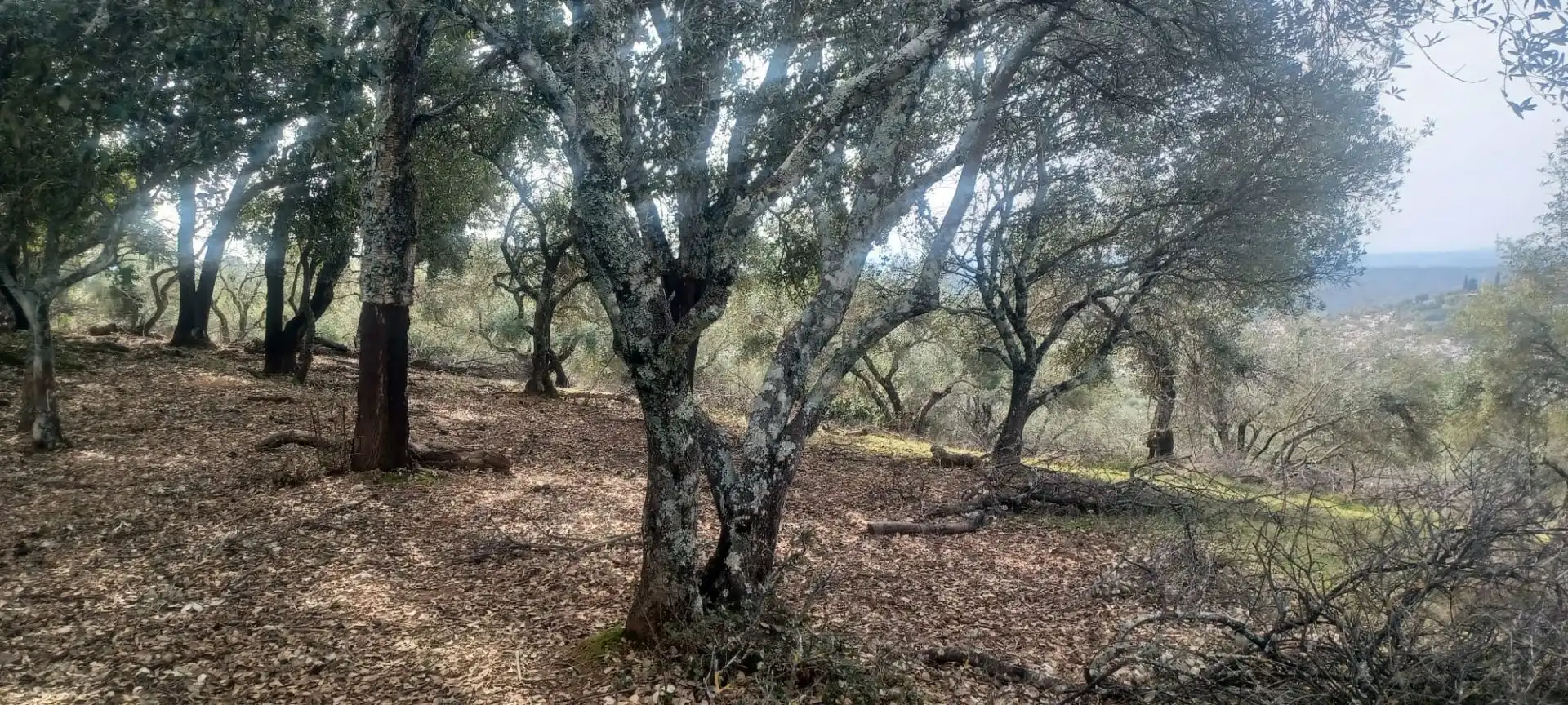 Terreni e lotti in vendita a Constantina, imagen 44