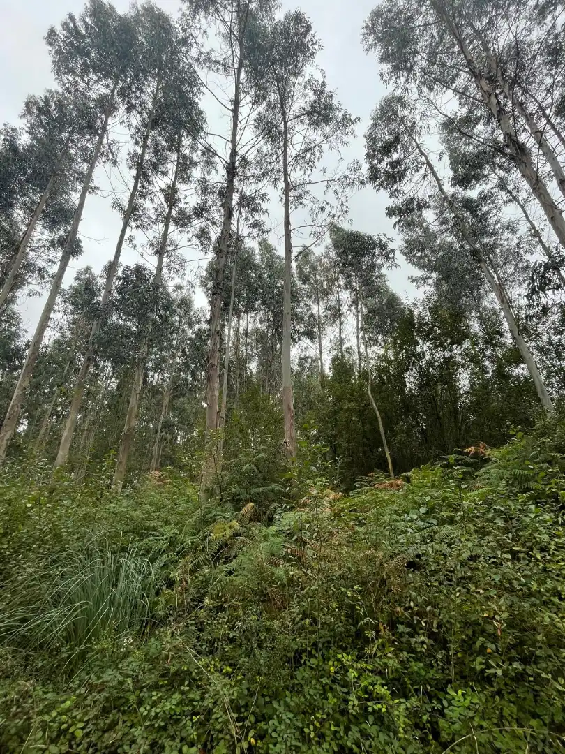 Terreny rústic en venda a Valdoviño