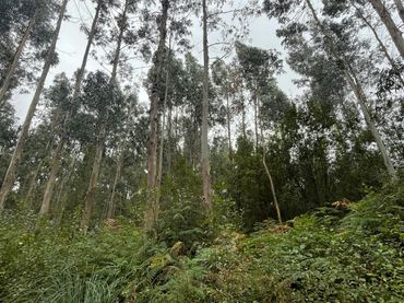Terreny rústic en venda a Valdoviño