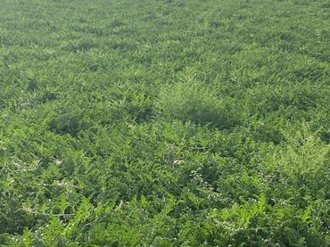 Rural land for sale in Plaza España