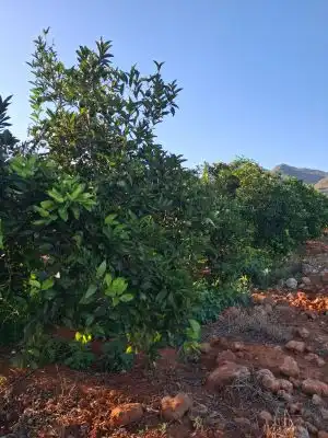 Terrain rustique à vendre à Terrenos MARXUQUERA  ALTA, imagen 6
