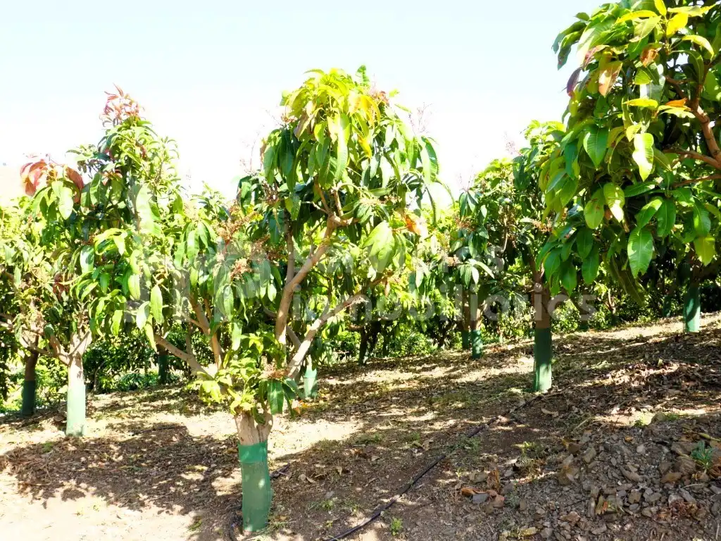 Finca rústica en venda a Diseminados Cortijo Lagar Del Rio (Diseminado), Centro Histórico