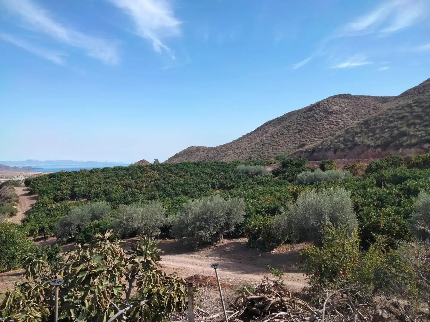 Terreny rústic en venda a Calabardina, imagen 17