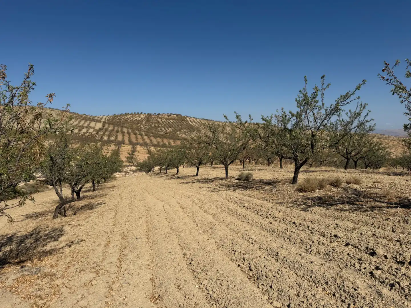 Terreno rustico in vendita a Camino de Alhendín, imagen 12
