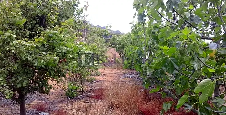 Casa rústica con jardín en venta en Garachico, imagen 4
