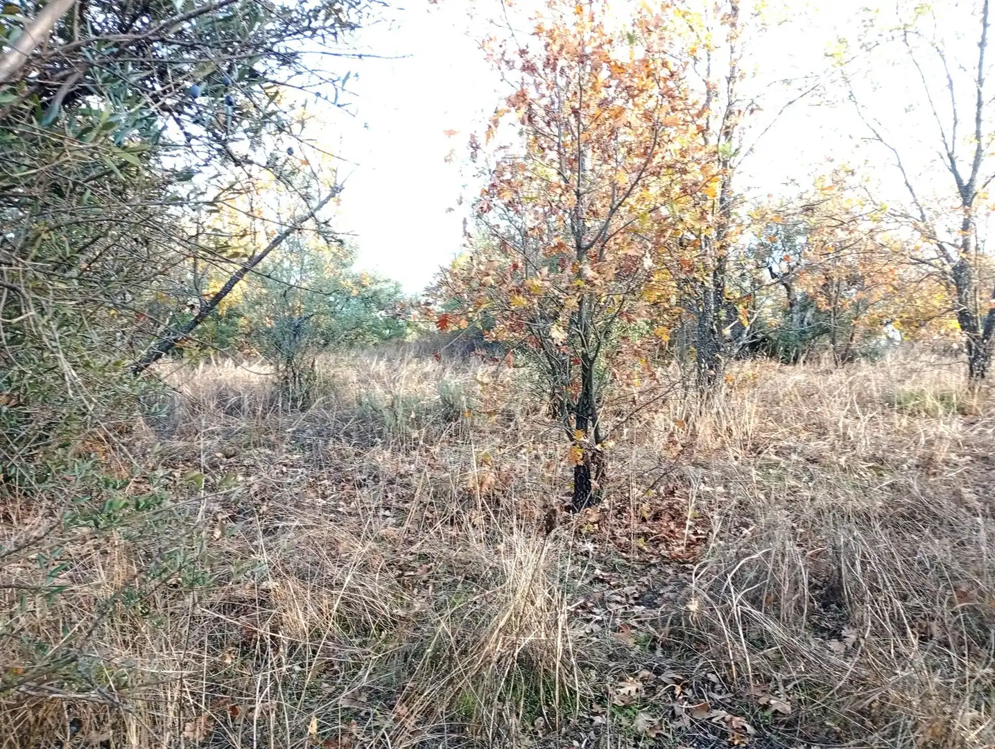 Terreni e lotti in vendita a Viandar de la Vera, imagen 11