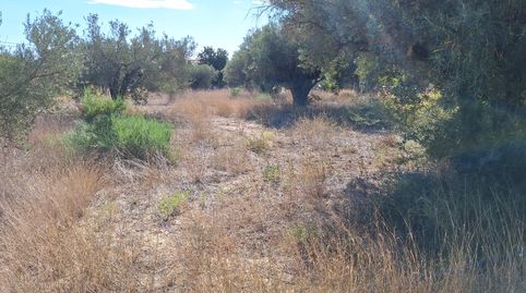 Foto 4 de Terreno en venta en Cañada del Fenollar, Alicante / Alacant