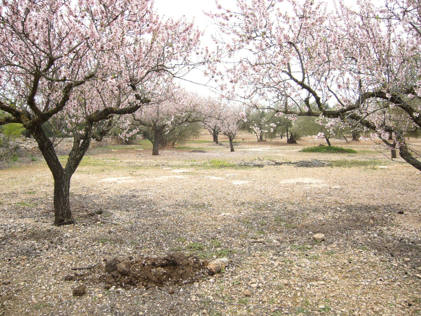 Garden of Country house for sale in L'Ampolla