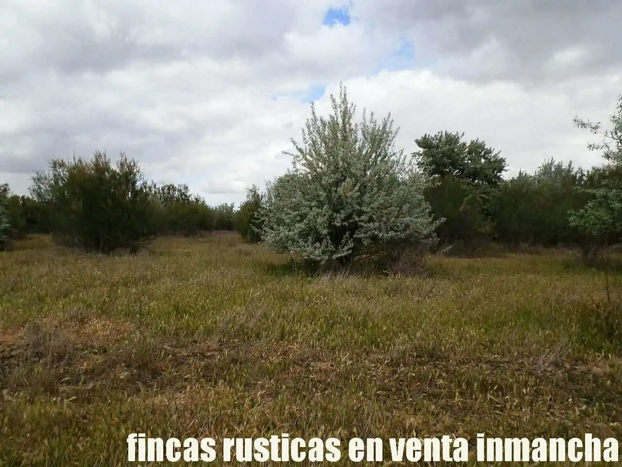 Terreny rústic en venda a Alcázar de San Juan, imagen 7