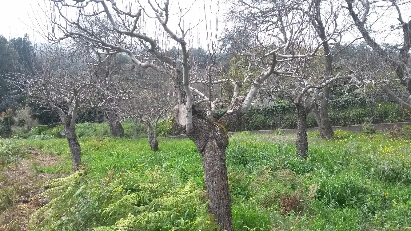 Garden of Residential for sale in El Rosario