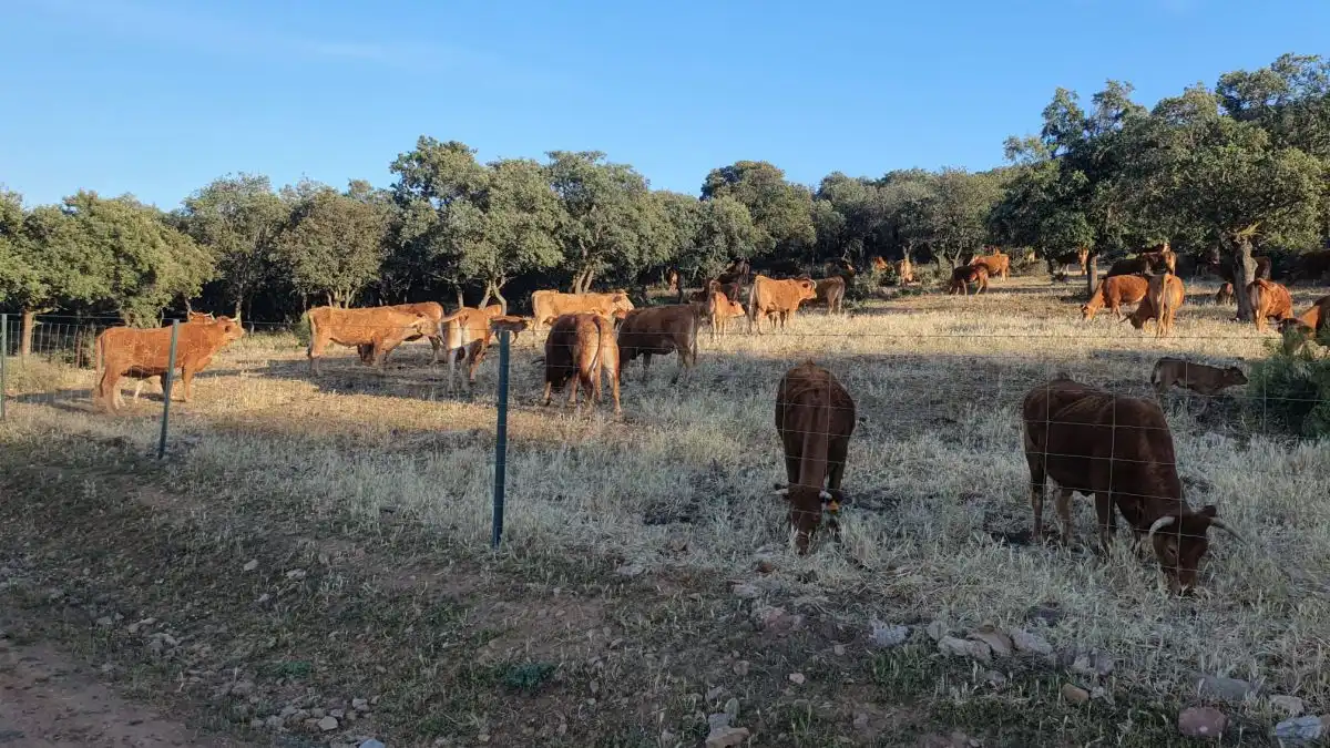 Finca rústica en venda a Área Rural-Valverde-Las Casas