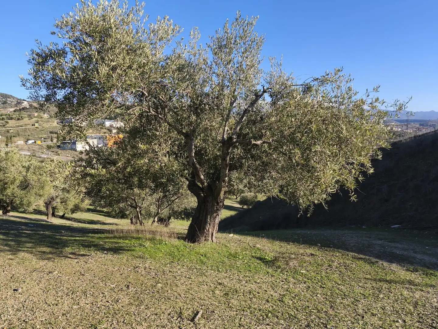 Lands and plots for sale in Alfacar, imagen 4