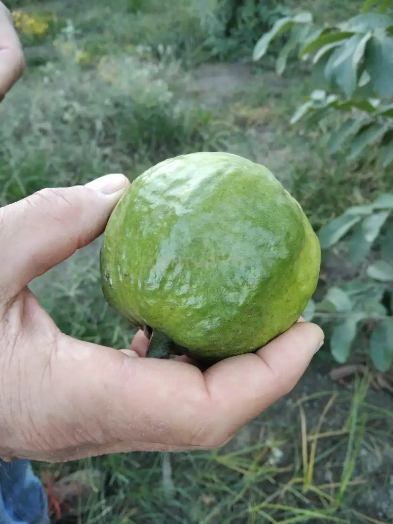 Terreni e lotti in vendita a PHPX+WF Gualchos, Spain, imagen 48
