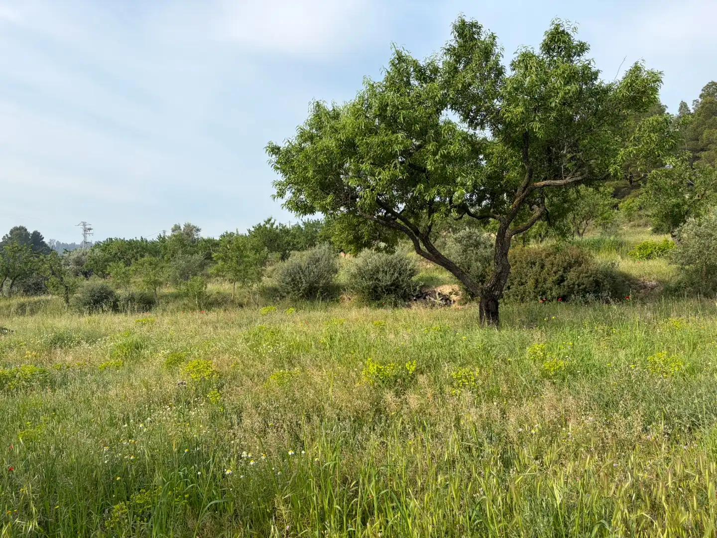 Terreno rustico in vendita a Ascó, imagen 7