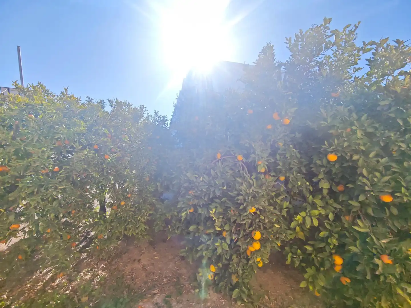 Garden of Houses for sale in Murcia  with Terrace