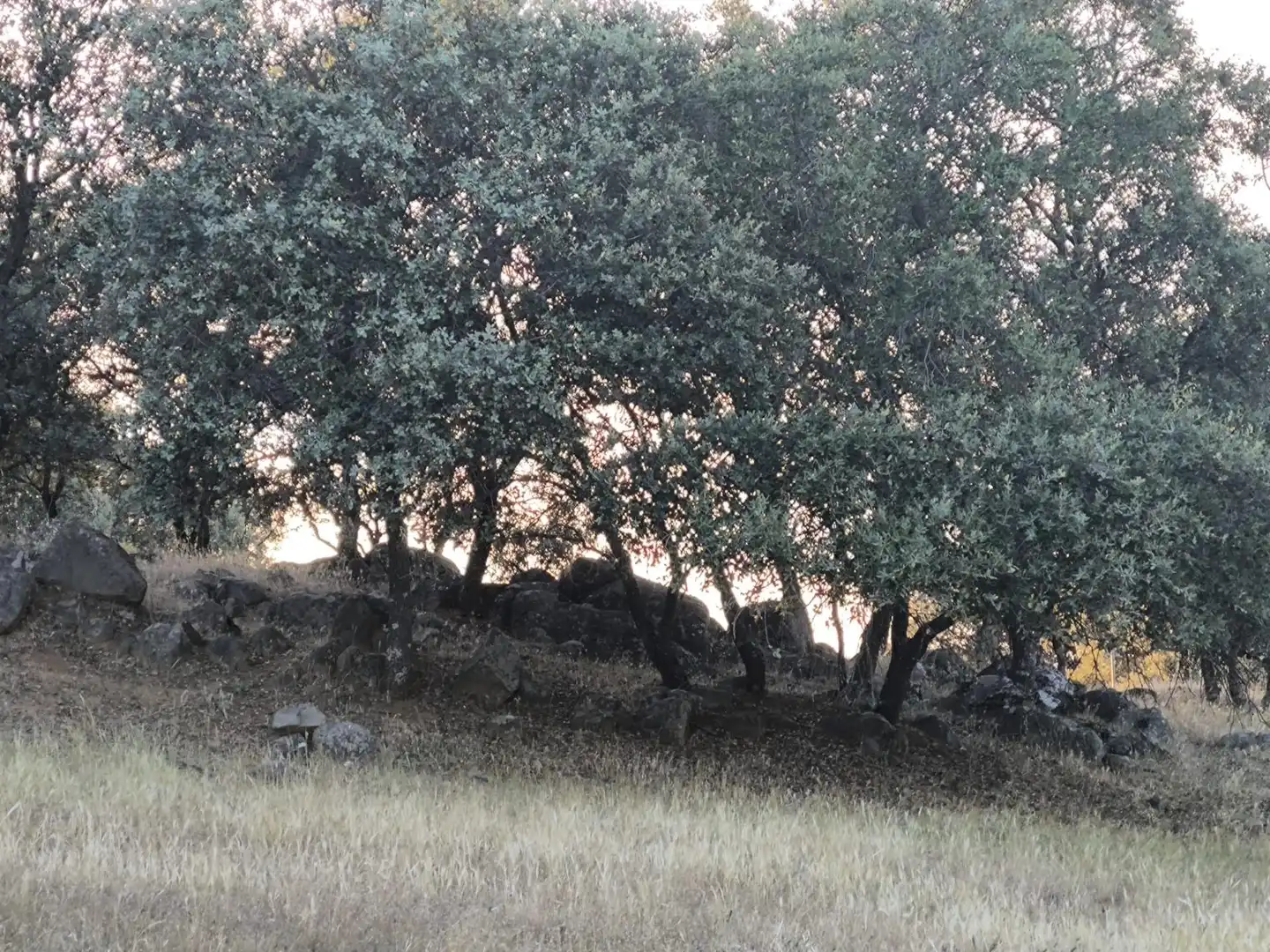 Rural land for sale in Fuente Obejuna, imagen 61