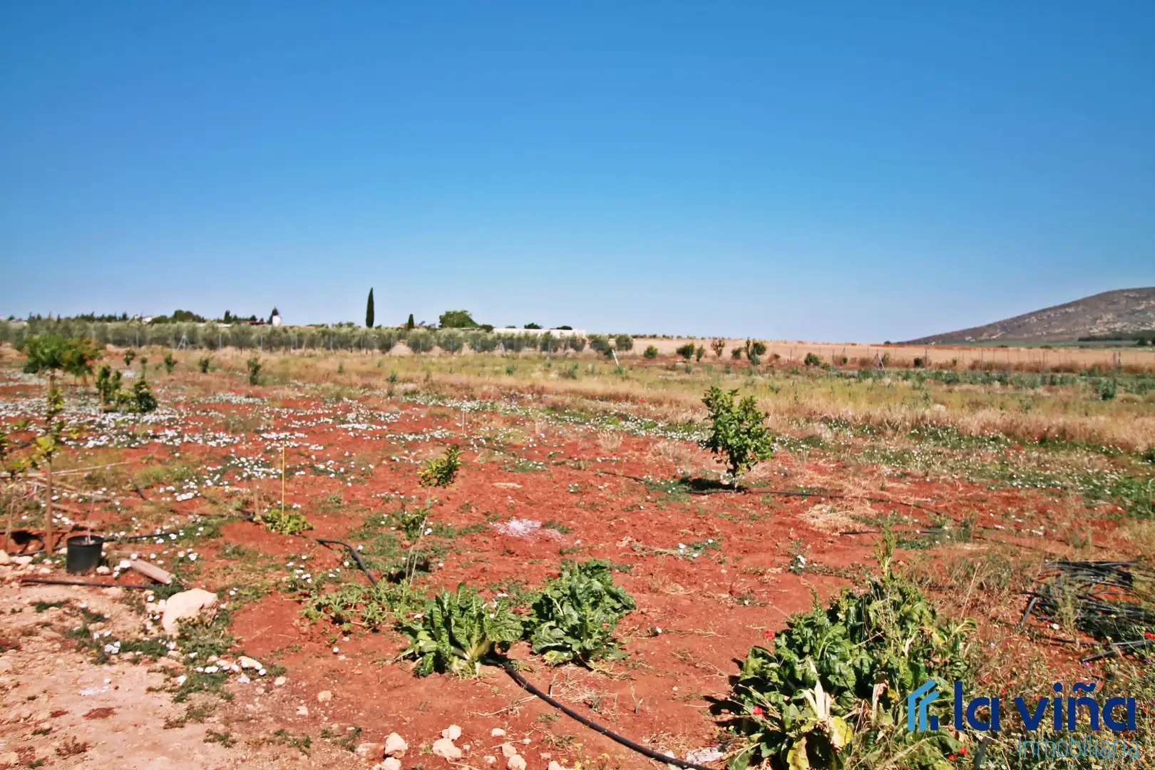 Rural land for sale in Mollina, imagen 6