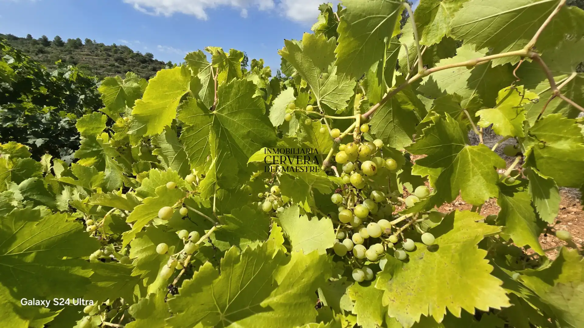 Rural land for sale in Cervera del Maestre, imagen 10