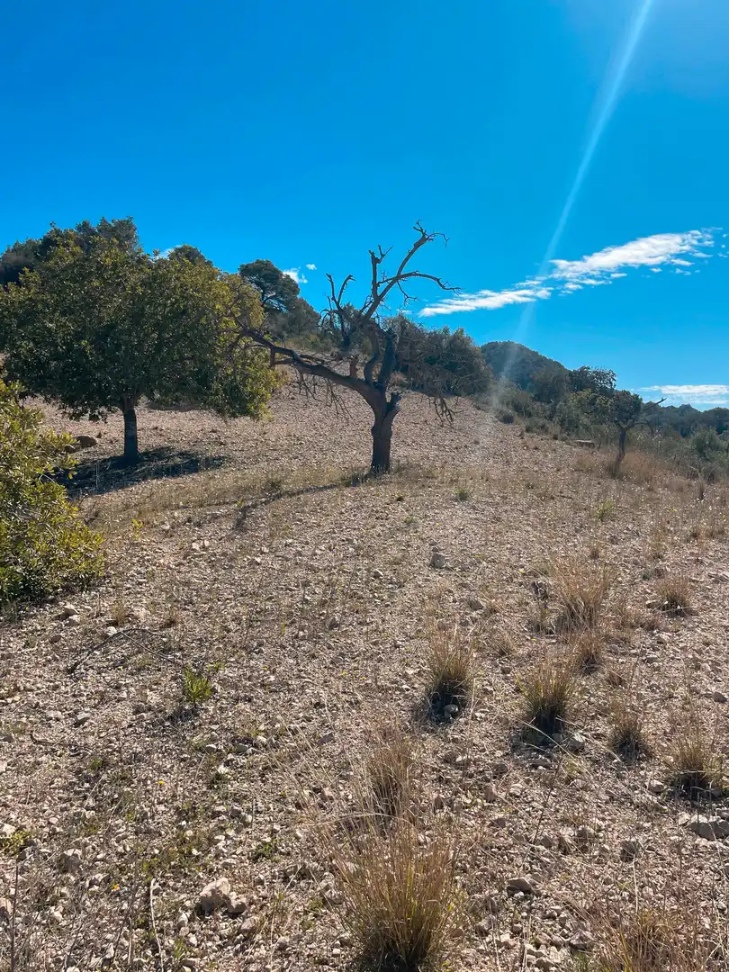 Rural land for sale in Sant Llorenç des Cardassar, imagen 10