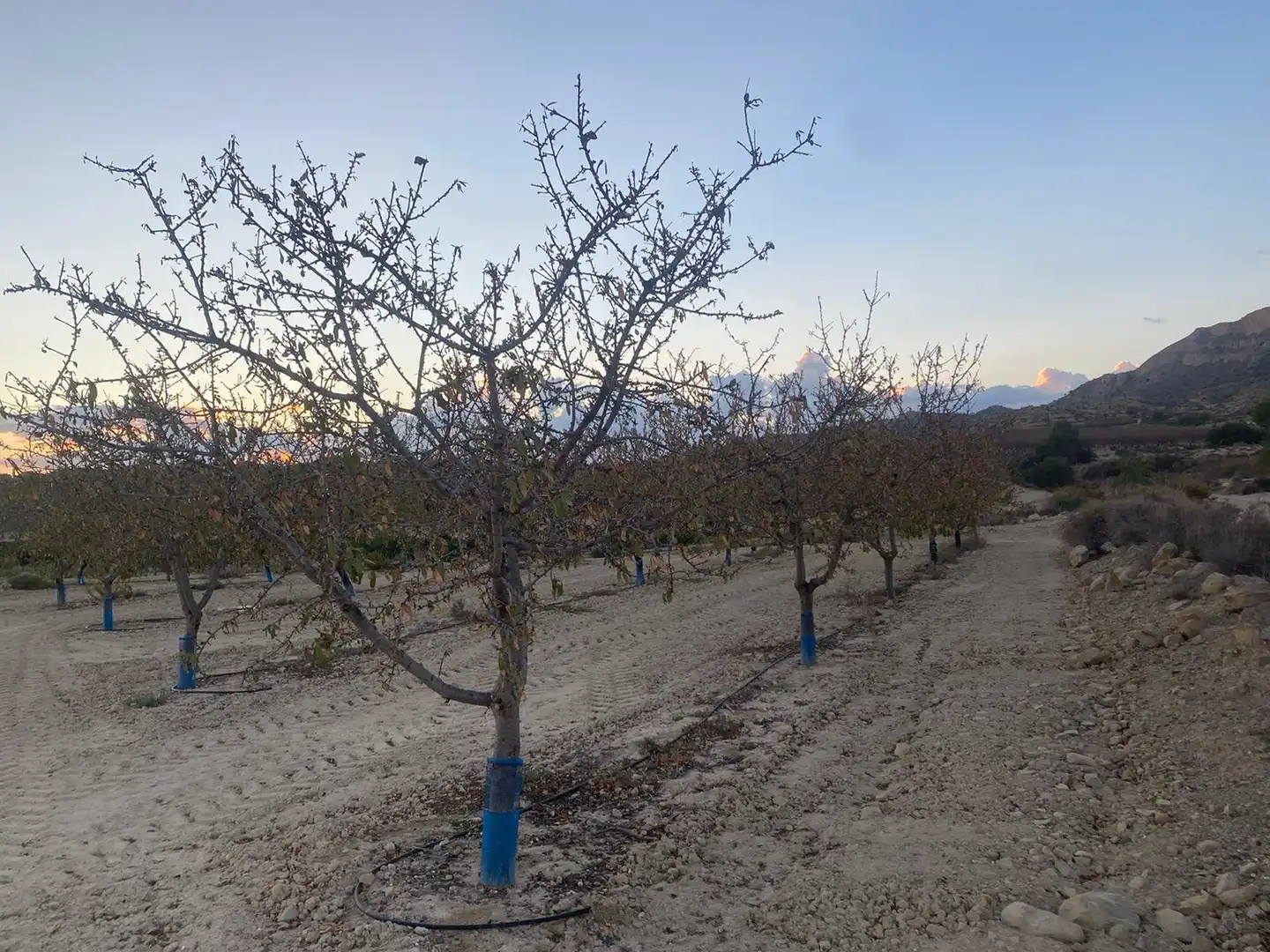 Land for sale in Camí de l'Alcoraia, 21, Cañada del Fenollar