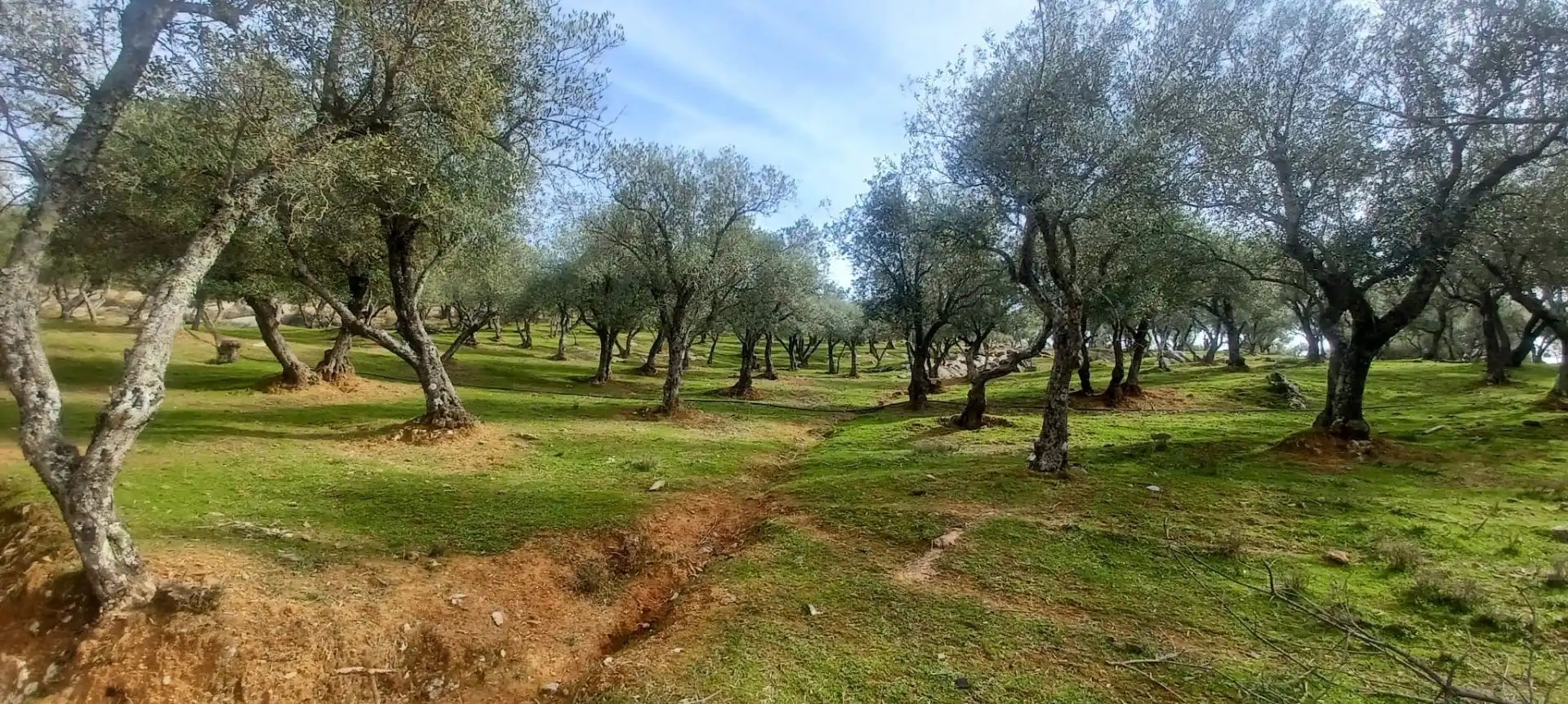 Terreni e lotti in vendita a Constantina, imagen 5