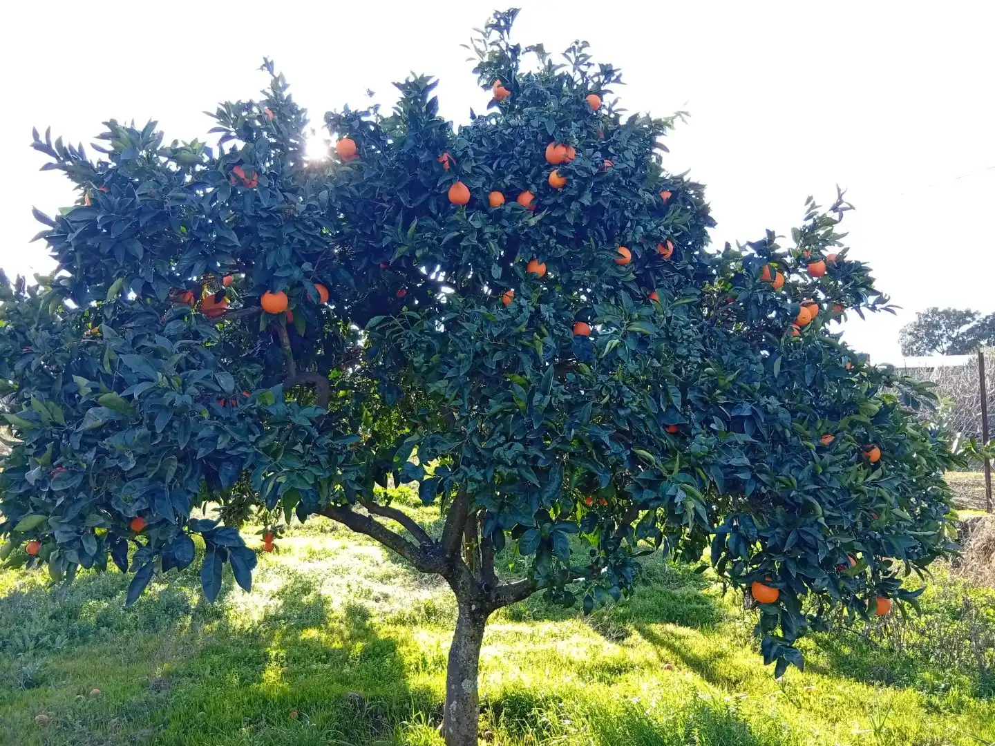 Garden of Land for sale in Villanueva de la Sierra