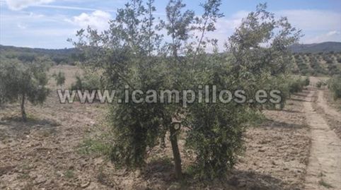 8 FANEGAS DE OLIVAR NUEVO EN EL RUEDO DE BAENA, immagine 2